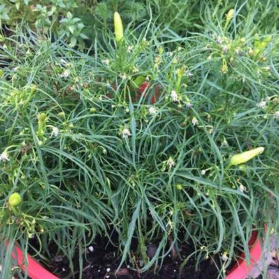 Candlelight mutant rare wire leaf hot pepper (5 seeds packet)