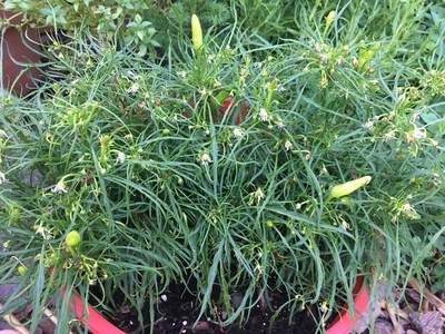 Candlelight Mutant Rare Wire Leaf Hot Pepper (5 Seeds Packet)