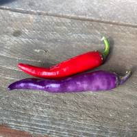 Buena Mulata Pepper Premium Seed Packet - Thumbnail 1