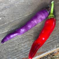 Buena Mulata Pepper Premium Seed Packet - Thumbnail 2