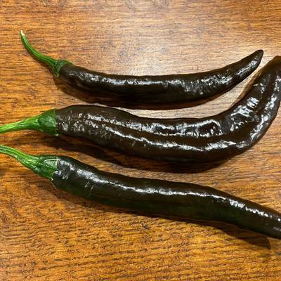 Pasilla apaseo "little raisin" chile oaxacan chilaca chili heirloom pepper premium seed packet