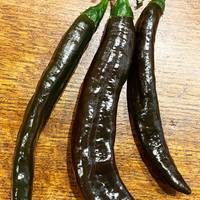 Pasilla Apaseo "Little Raisin" Chile Oaxacan Chilaca Chili Heirloom Pepper Premium Seed Packet - Thumbnail 1