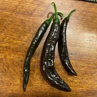 Pasilla Apaseo "Little Raisin" Chile Oaxacan Chilaca Chili Heirloom Pepper Premium Seed Packet - Thumbnail 2