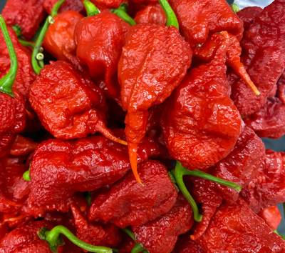 Primotali Primotalii Chile Pepper Premium Seed Packet Possibly Hottest in The World