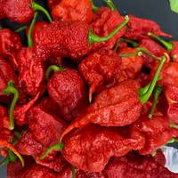 Primotali Primotalii Chile Pepper Premium Seed Packet Possibly Hottest in The World - Thumbnail 1