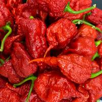 Primotali Primotalii Chile Pepper Premium Seed Packet Possibly Hottest in The World - Thumbnail 2