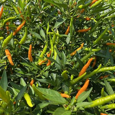 Orange thai heirloom chili pepper premium seed packet