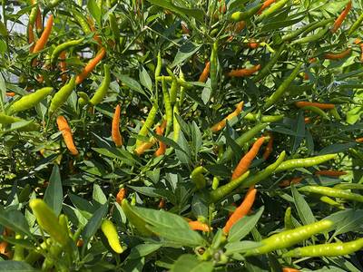 Orange Thai Heirloom Chili Pepper Premium Seed Packet
