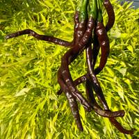 Thunder Mountain Longhorn Cacho Brown Cayenne Heirloom Pepper Premium Seed Packet Longest Pepper in The World - Thumbnail 1