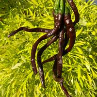 Thunder Mountain Longhorn Cacho Brown Cayenne Heirloom Pepper Premium Seed Packet Longest Pepper in The World - Thumbnail 2