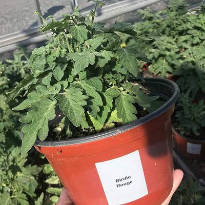 Bonsai red micro dwarf japanese tomato premium seed packet