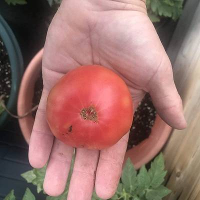 Artic rose heirloom dwarf tomato premium seed packet