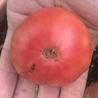 Artic Rose Heirloom Dwarf Tomato Premium Seed Packet - Thumbnail 1