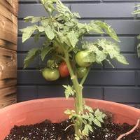 Artic Rose Heirloom Dwarf Tomato Premium Seed Packet - Thumbnail 2