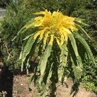 Joseph's Coat Amaranthus Yellow Amaranth Summer Poinsettia Premium Seed Packet - Thumbnail 1