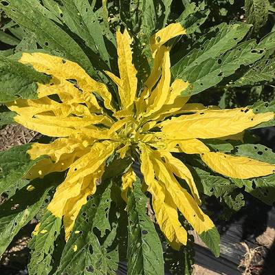 Joseph's coat amaranthus yellow amaranth summer poinsettia premium seed packet