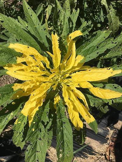 Joseph's Coat Amaranthus Yellow Amaranth Summer Poinsettia Premium Seed Packet