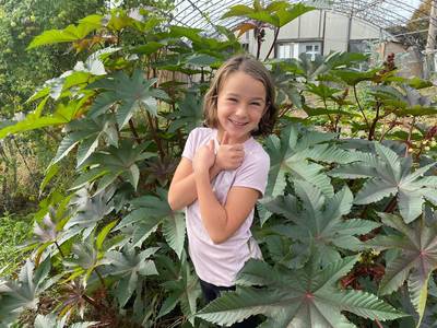 Castor Bean Ricinus communis Tropical Plant Premium Seed Packet