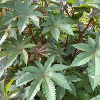 Castor Bean Ricinus communis Tropical Plant Premium Seed Packet - Thumbnail 2