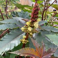 Castor Bean Ricinus communis Tropical Plant Premium Seed Packet - Thumbnail 3