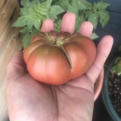 Wild fred heirloom cherokee purple dwarf tomato premium seed packet