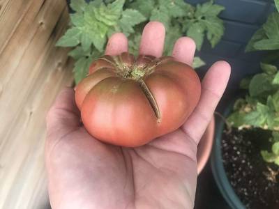 Wild Fred Heirloom Cherokee Purple Dwarf Tomato Premium Seed Packet
