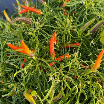 Orange candlelight mutant rare wire leaf hot pepper (5 seeds packet)