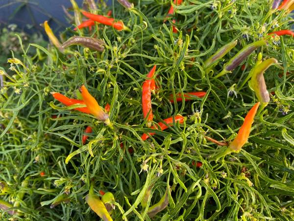 Orange Candlelight Mutant Rare Wire Leaf Hot Pepper (5 Seeds Packet)