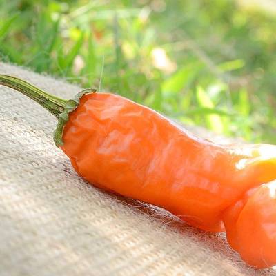 Orange peter chili willy heirloom pepper premium seed packet + more