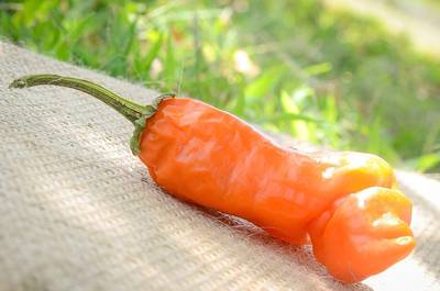 Orange Peter Chili Willy Heirloom Pepper Premium Seed Packet + More