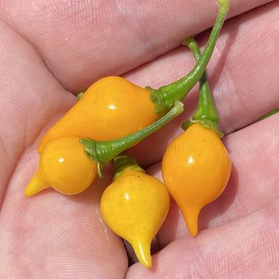 Yellow biquinho chupetinho heirloom pepper premium seed packet