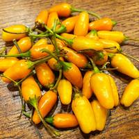 Yellow Tabasco Heirloom Hot Pepper Premium Seed Packet - Thumbnail 1