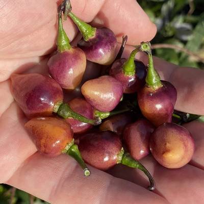 Pink biquinho pickling pepper premium seed packet