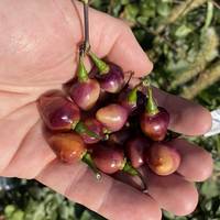 Pink Biquinho Pickling Pepper Premium Seed Packet - Thumbnail 1