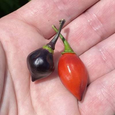 Purple biquinho chupetinho heirloom pepper premium seed packet