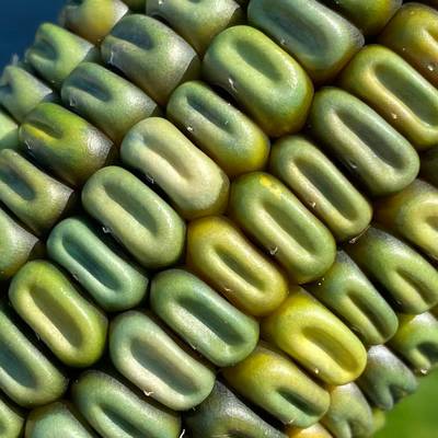 Oaxacan green corn heirloom mexican grits tamales hominy masa cornmeal seed packet