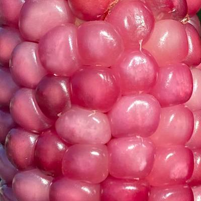 Neon pink popcorn corn heirloom premium 20+ seed packet
