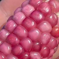 Neon Pink Popcorn Corn Heirloom Premium 20+ Seed Packet - Thumbnail 1