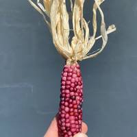 Neon Pink Popcorn Corn Heirloom Premium 20+ Seed Packet - Thumbnail 2