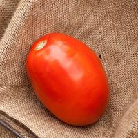 Romeo Roma Huge Italian Paste Heirloom Tomato Premium Seed Packet - Thumbnail 1