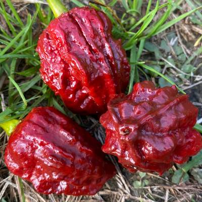 Chocolate naga brain ultra hot pepper premium seed packet
