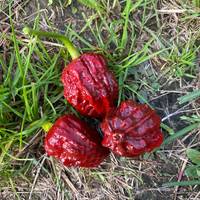 Chocolate Naga Brain Ultra Hot Pepper Premium Seed Packet - Thumbnail 1