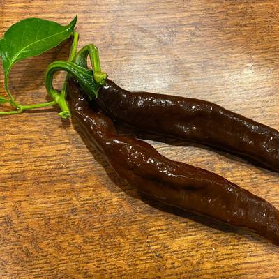 Pasilla bajio "little raisin" chile oaxacan chilaca chili heirloom pepper premium seed packet