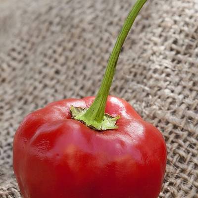 Pepperdew malawi piquante heirloom pepper premium seed packet