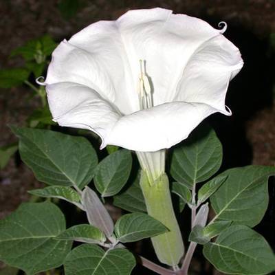 Sacred moonflower moon lily angel's trumpet flower premium seed packet