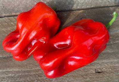 Criolla De Cocina Sweet Red Campesina Pepper Premium Seed Packet