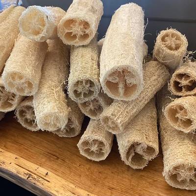 Luffa acutangula sponge angled chinese okra ridged gourd sinkwa silky premium seed packet