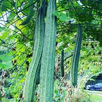 Luffa acutangula Sponge Angled Chinese Okra Ridged Gourd Sinkwa Silky Premium Seed Packet - Thumbnail 1