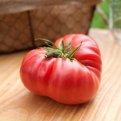 1884 olde timey heirloom tomato premium seed packet