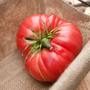 1884 Olde Timey Heirloom Tomato Premium Seed Packet-1